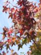Liquidambars’ leaves turn dark red this time of year.